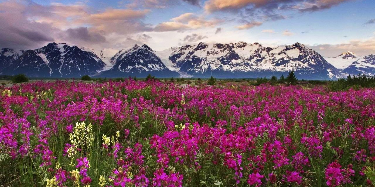 Valley of Flowers