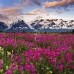 Valley of Flowers